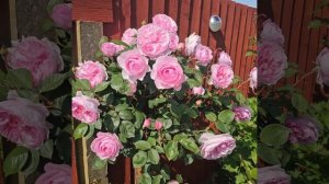 Штамбовая роза Olivia Rose Austin