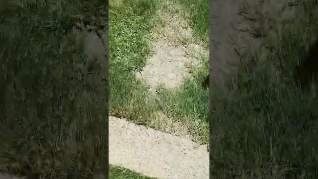 Roblox player touches grass? смотреть онлайн