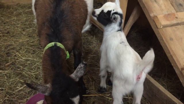 Камерунские козы! Козочка родилась смотреть онлайн