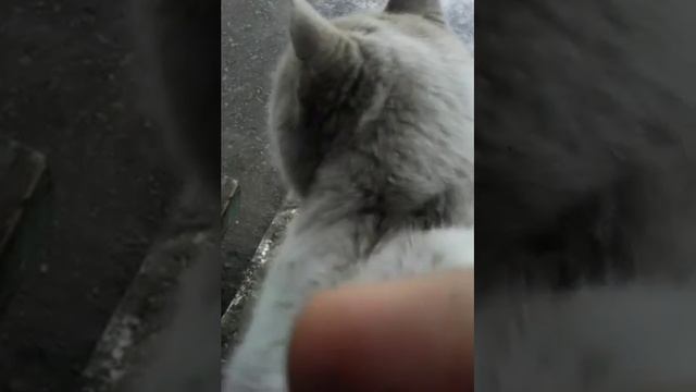Кот подавился голубем смотреть онлайн