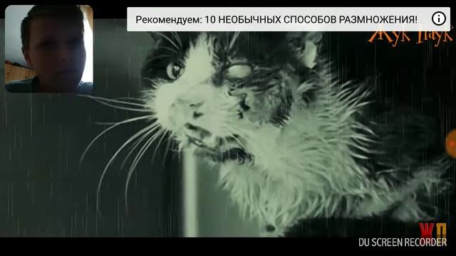 Стихотворение уродливый кот от жука паука смотреть онлайн