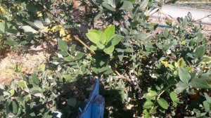 Обзор сорта голубики Эллиот.