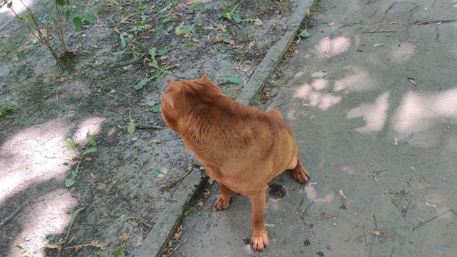 Китайский Шар-Пей.4 года.Итоги 2020 Chinese Shar Pei. 4 years. Results смотреть онлайн