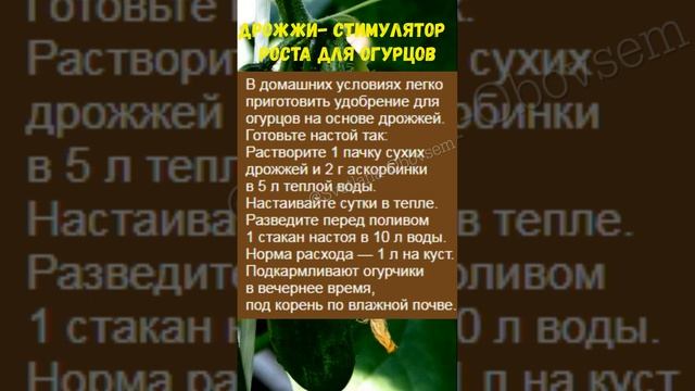 #НАТУРАЛЬНЫЙ СТИМУЛЯТОР РОСТА ДЛЯ ОГУРЦОВ#shorts смотреть онлайн