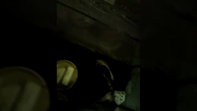 Улиткино яйцо смотреть онлайн