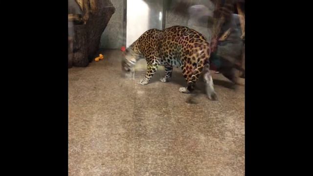 Зоопарк Санкт-Петербург (часть 1) смотреть онлайн