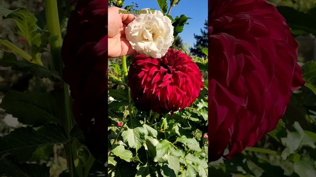 ❌ Роза - Это Вчерашний День!😡😡😡 Георгин Правит Цветочной Империей! 🤯 Роза Проиграла?!😱 смотреть онлайн