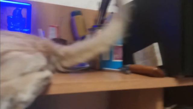 Наглая рыжая морда моего бандита. смотреть онлайн