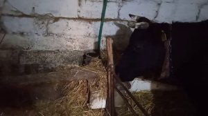 Как увеличить надой молока у коровы. Лёгкий способ