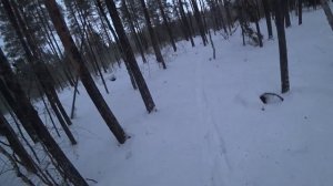 ОХОТА НА КУНИЦУ КАПКАНАМИ 2022 / УСТАНОВКА КА-2у НА ЖЕРДИ