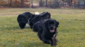 Ньюфаундленд – Главный Добряк Среди Всех Пород Собак