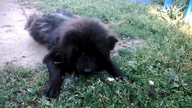 не собака а медведь всеядный (ест огурец) смотреть онлайн