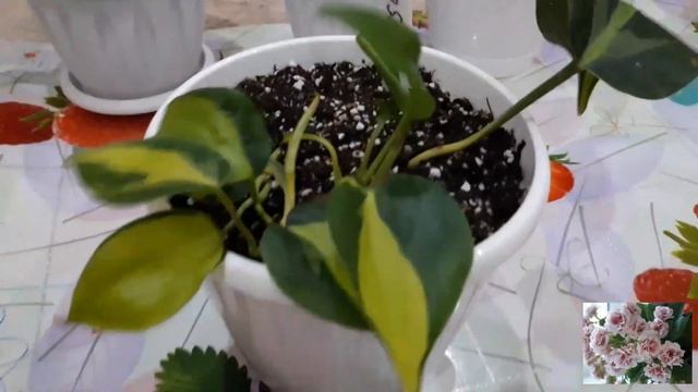 Комнатные цветы.Мои новиночки! смотреть онлайн