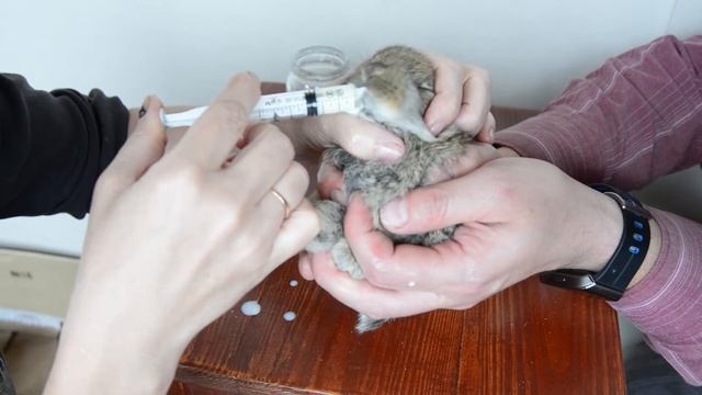 Искусственное вскармливание крольчат. Ошибки при вскармливании. Романов Лайф - Новые Деревенские -