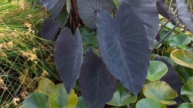 Latest Black Caladium Plants Varieties смотреть онлайн