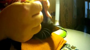 Меряем уровень глюкозы в крови у кошки. Диабет у кота - не приговор.