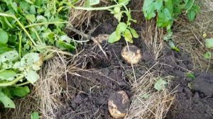 Как вырастить картофель под соломой.