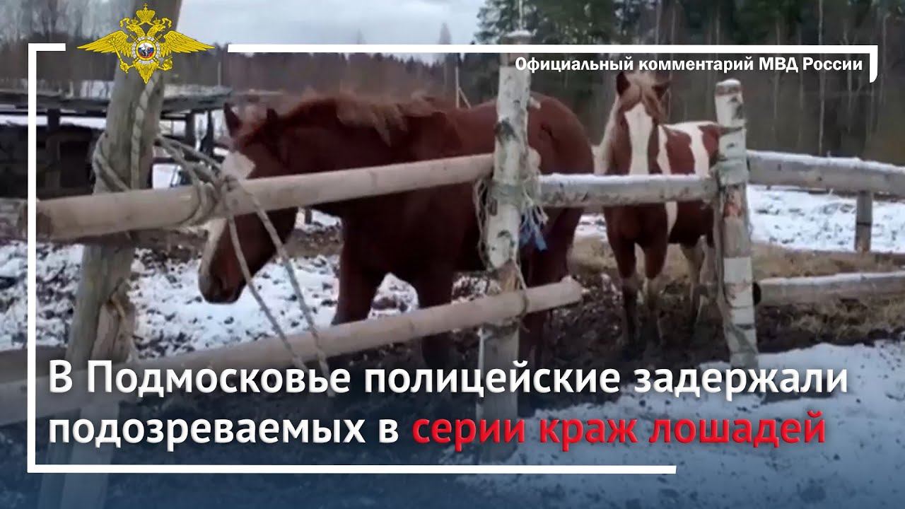 Ирина Волк: В Подмосковье полицейские задержали подозреваемых в серии краж лошадей смотреть онлайн