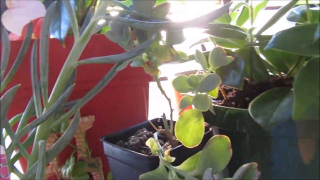 PLANT HAUL 4 смотреть онлайн