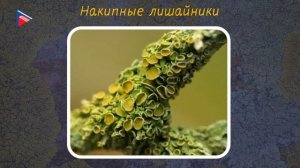 6 класс - Биология - Лишайники