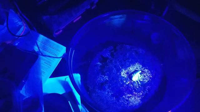 Scorpions after dark смотреть онлайн