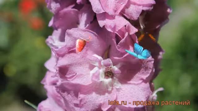 Дельфиниум высокий Дельфис Пауэ ? обзор: как сажать, саженцы дельфиниума Дельфис Пауэ смотреть онлайн