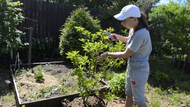 Обрезка гортензии: крупнолистная, метельчатая, древовидная смотреть онлайн