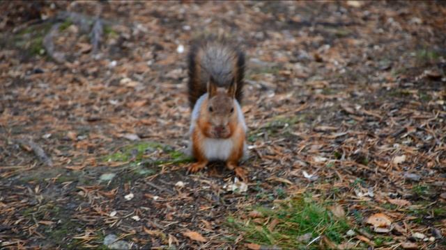 Краски осени. Мурманск 14 09 2019