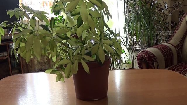 Шеффлера. Особенности ухода смотреть онлайн