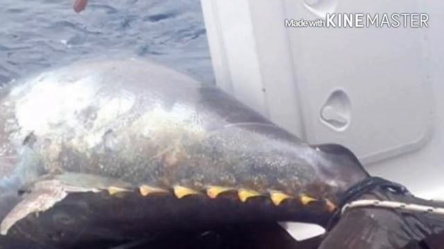 Рыбачка поймала самого большого тунца в мире с рекордным весом смотреть онлайн
