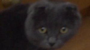 Летучая горилла от СбАбАм! НОЧНЫЕ ХИЩНИКИ серия LEGEND OF ANIMALS