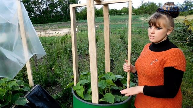 Пасынкуем и делаем опору для огурцов. Посадка огурцов в ящик бочку смотреть онлайн