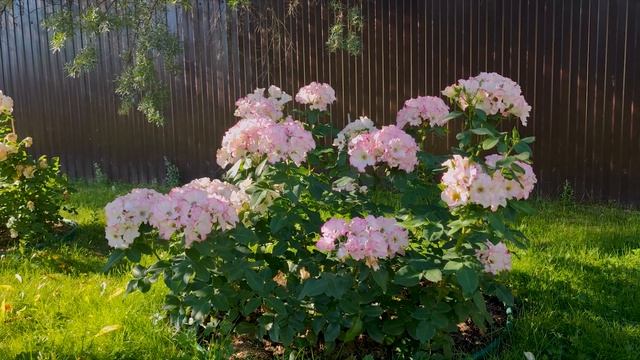 Лиола (флорибунда) - Liola (Barni Италия, 2003) смотреть онлайн