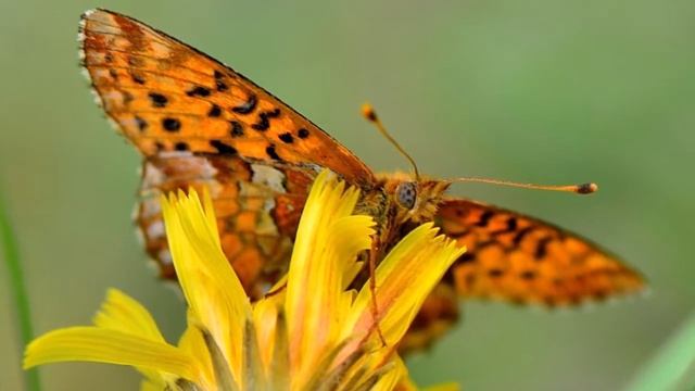 Болория северная, перламутровка болотная, или болория вересковая (лат. Boloria aquilonaris) смотреть онлайн