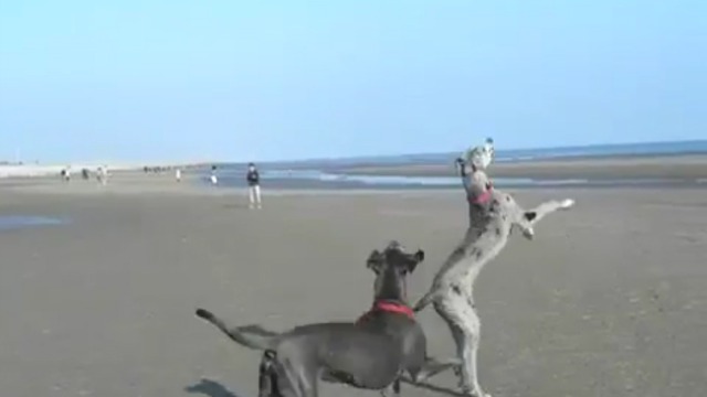 Пёс и НЛО смотреть онлайн