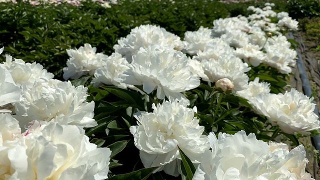 Пионы WHITE WICKER и DO TELL / Сад Ворошиловой смотреть онлайн