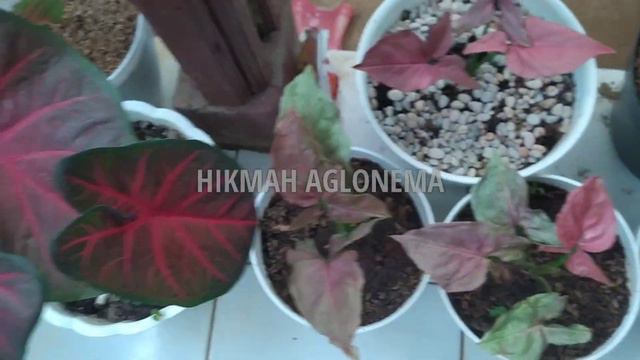 PUSAT TANAMAN HIAS TERLENGKAP | GUDANGNYA AGLONEMA RED SUMATRA | HARGA AGLONEMA RED SUMATRA смотреть онлайн