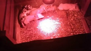 Поросята задахнулись и родились мёртвыми у свиноматки.