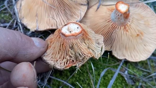 Lactarius Sanguifluus. Niscalos Robellons. Μανιτάρια με το χρώμα του αίματος. 15 Ιανουαρίου 2023 смотреть онлайн