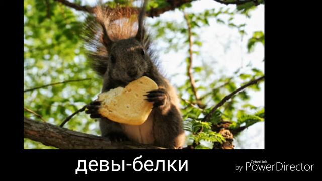 Какое ты животное??😋😋😋 смотреть онлайн