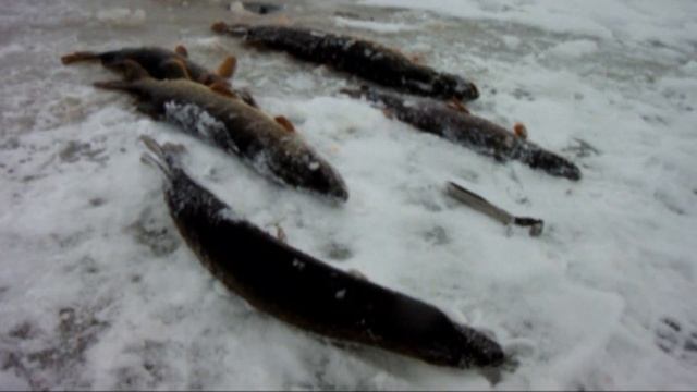 Зимняя рыбалка в ХМАО 2021 смотреть онлайн