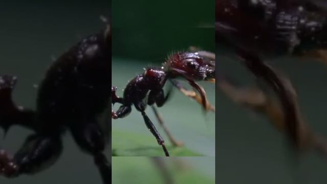 Кардицепс. Зомбирование муравьев #lastofus смотреть онлайн