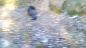 Петля на глухаря