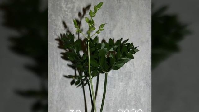 Иглица. Цветок Иглица.