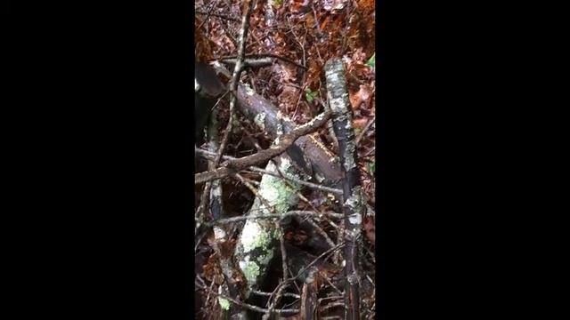 Fifteen Minutes in the Forest: Lichens смотреть онлайн