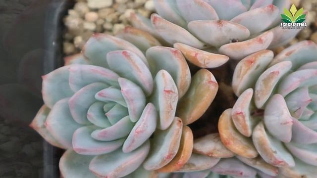 Echeveria Mont Blanc Híbrido entre Echeveria Laui e Echeveria Atlantis Super Rara ! смотреть онлайн
