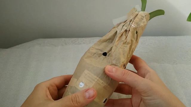 Новая посылка.Фаленопсис Yen Shuai SWEET GIRL 'Shiny Girl' в размере 2,5. смотреть онлайн