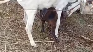 Donkey and Horse mate #animalsmeeting #horse #upscgk #animalsmeeting