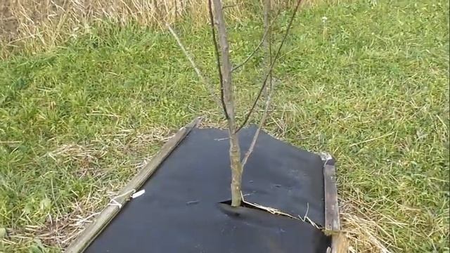 Двойное мульчирование молодых деревьев - соломой и агроволокном смотреть онлайн