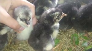 Как выбрать цыплят, утят, гусят, перепелят, индюшат при покупке. Определить просроченные яйца.